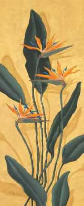Bird of Paradise Poster Print by Paul Brent - Item # VARPDXBNT022