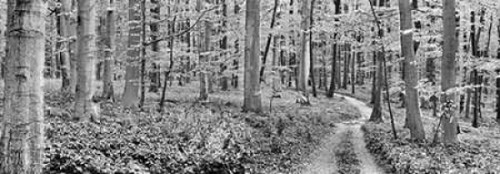 Beech forest, Germany Poster Print by  Frank Krahmer - Item # VARPDX4FK3144