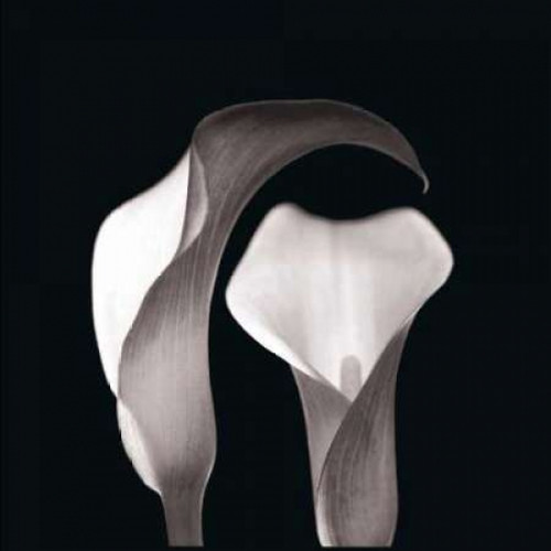 Lilies Poster Print by Michael Faragher - Item # VARPDXFMP100B
