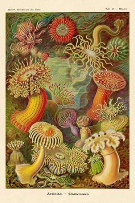 Haeckel Nature Illustrations: Actiniae Poster Print by  Ernst Haeckel - Item # VARPDX449706