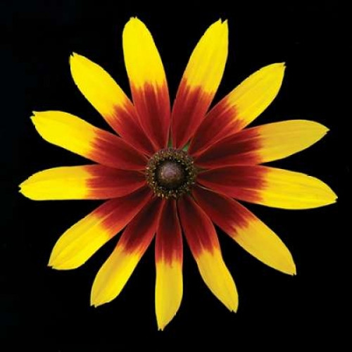 Flower on Black II Poster Print by Jim Christensen - Item # VARPDXPSCRS178