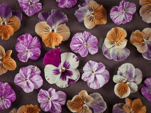 Pansy flowers Poster Print by  Assaf Frank - Item # VARPDXAF20110830061C05