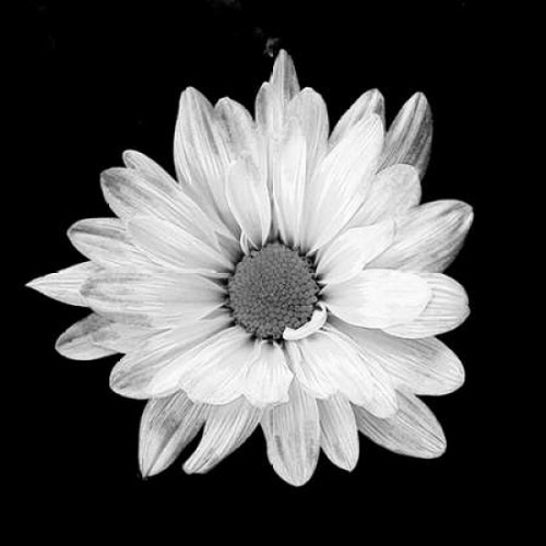 White Daisy Poster Print by Gail Peck - Item # VARPDX9000H