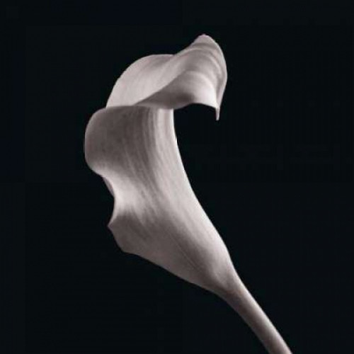 Lilies Poster Print by Michael Faragher - Item # VARPDXFMP100A