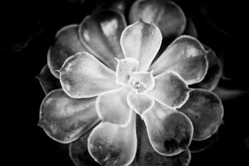 Monochrome Succulent VI Poster Print by Erin Berzel - Item # VARPDXPSBZL877