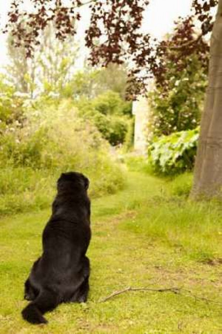 Watch Dog Poster Print by Karyn Millet - Item # VARPDXPSMLT389