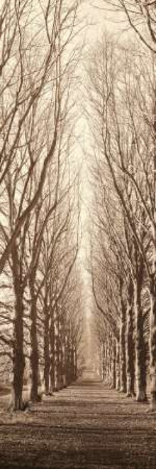 Poplar Trees Poster Print by Alan Blaustein - Item # VARPDXB944D