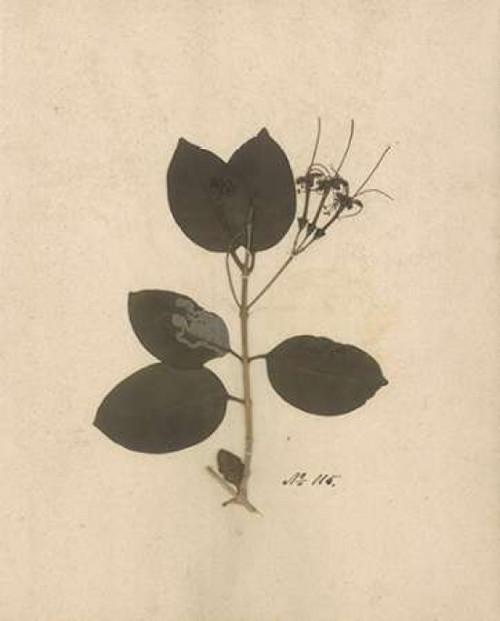 Pressed Botanical II Poster Print by Kimberly Poloson - Item # VARPDXPOL309