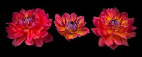 Three Dahlia flowers Poster Print by  Assaf Frank