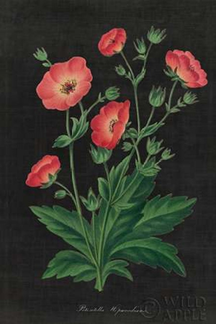 Botanical on Black Chart XII Poster Print by Wild Apple Portfolio - Item # VARPDX24479