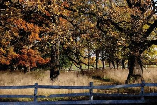 Fenced In Poster Print by Denise Romita - Item # VARPDXRB9657DR