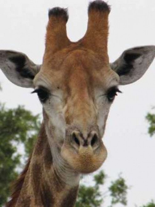 Giraffe Portrait III Poster Print by Dana Underdahl - Item # VARPDXPSUND159