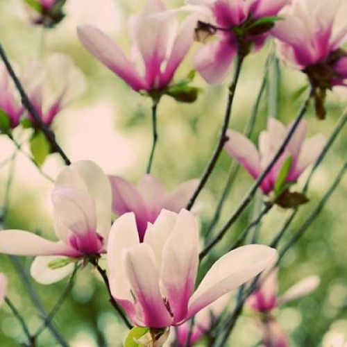 Fragile Pink Daisies Poster Print by Gail Peck - Item # VARPDX9347A