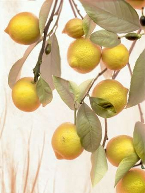 Lemons - 1 Poster Print by Alan Blaustein - Item # VARPDXABSL53