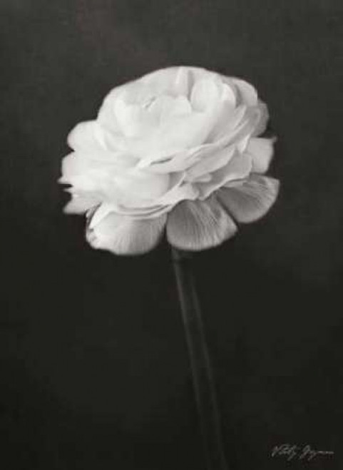 Renunculus Poster Print by Vitaly Geyman - Item # VARPDXPSVIT194