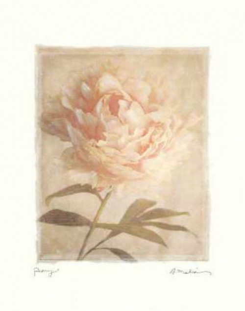 Peony Poster Print by Amy Melious - Item # VARPDXMEL303