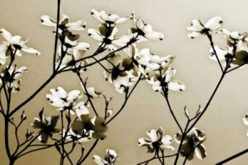 Dogwood III Poster Print by Alan Hausenflock - Item # VARPDXPSHSF271