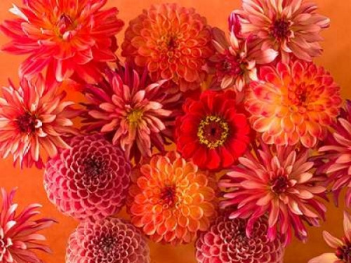 Full frame of mixed flowers Poster Print by  Assaf Frank - Item # VARPDXAF20140803121