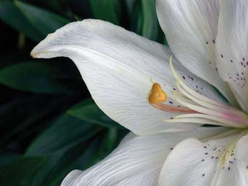 Macro Lily Poster Print by Jim Christensen - Item # VARPDXPSCRS187