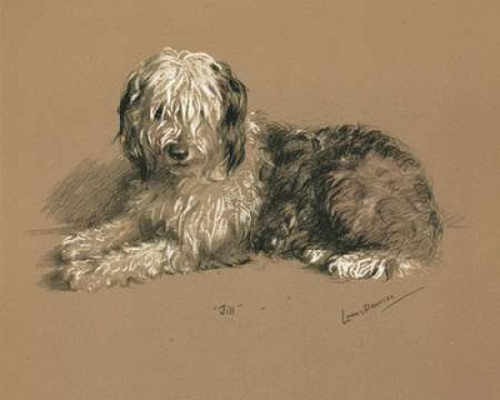 Sheepdog, Jill Poster Print by  Lucy Dawson - Item # VARPDXLD05