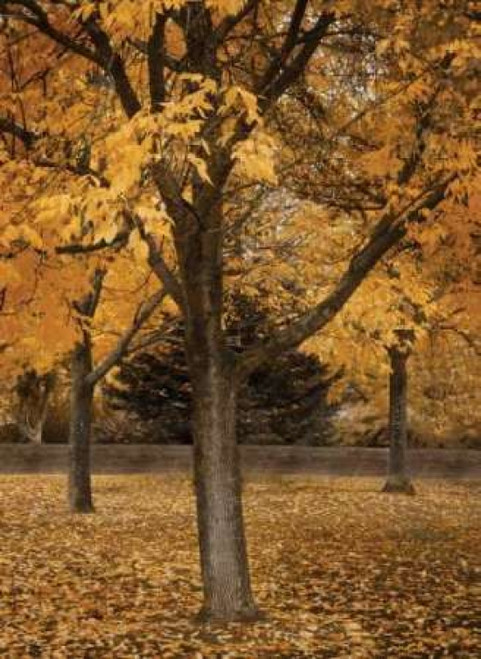 Fall Tree Grove II Poster Print by Vitaly Geyman - Item # VARPDXPSVIT342