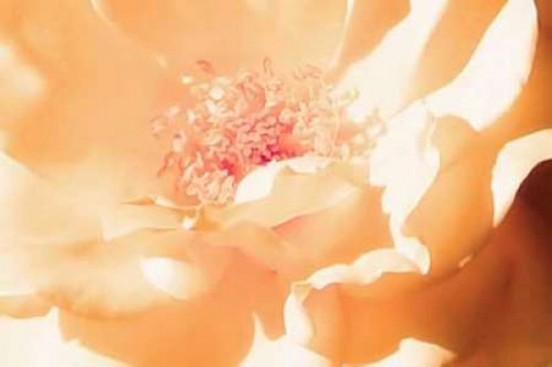 Melon Rose II Poster Print by Alan Hausenflock - Item # VARPDXPSHSF692