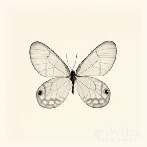 Butterfly I BW Crop Poster Print by  Debra Van Swearingen - Item # VARPDX25722