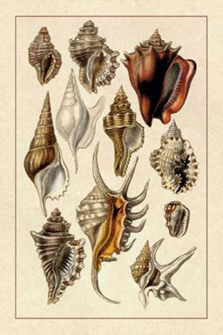 Shells: Trachelipoda #5 Poster Print by  G.B. Sowerby - Item # VARPDX394507
