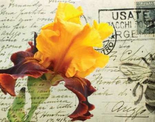 Carte Postale Iris Poster Print by Amy Melious - Item # VARPDXMEL472