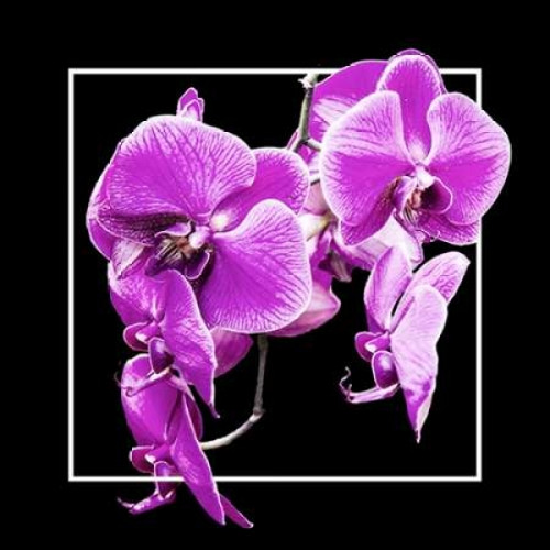 Orchids on Black V Poster Print by Alan Hausenflock - Item # VARPDXPSHSF1749