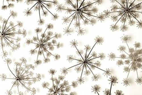 Garden Bloom - 20 Poster Print by Alan Blaustein - Item # VARPDXABLF213