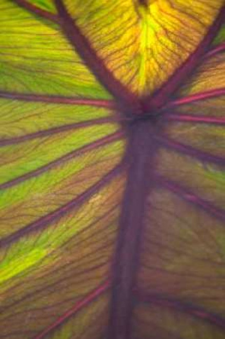 Sun in the Leaves I Poster Print by Karyn Millet - Item # VARPDXPSMLT212