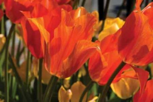 Tulip Field II Poster Print by Alan Hausenflock - Item # VARPDXPSHSF300
