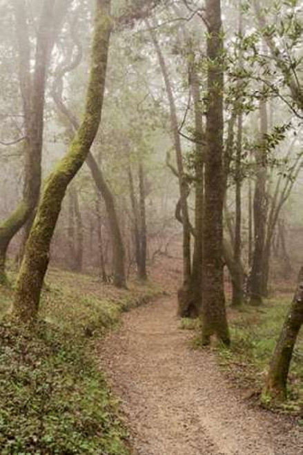Oak Tree - 22 Poster Print by Alan Blaustein - Item # VARPDXABSFH46B
