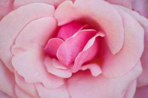 In Full Bloom II Poster Print by Karyn Millet - Item # VARPDXPSMLT227