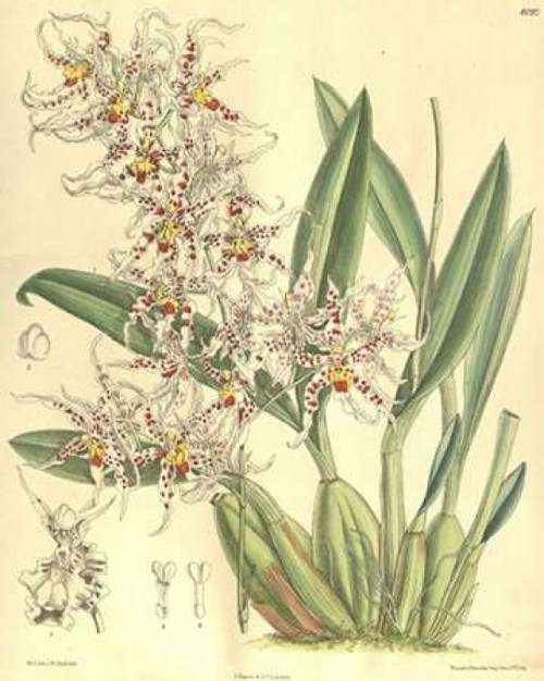 Orchid, Odontoglossum Naevium Poster Print by  William Curtis