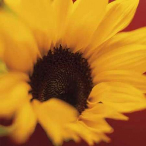 Sunflower on Red Poster Print by Jane-Ann Butler - Item # VARPDX5398