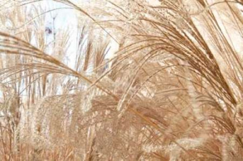 Blowing Grass I Poster Print by Dana Styber - Item # VARPDXPSSTY108