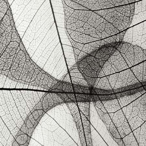 Leaf Designs III BW Poster Print by Jim Christensen - Item # VARPDXPSCRS205