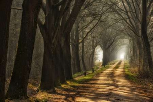 Paths Poster Print by  Lars Van de Goor - Item # VARPDXV608D
