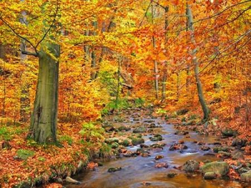 Beech forest in autumn, Ilse Valley, Germany Poster Print by  Frank Krahmer - Item # VARPDX3FK3173