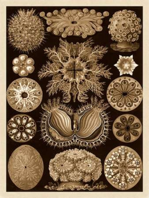 Haeckel Nature Illustrations: Ascidiae - Sepia Tint Poster Print by  Ernst Haeckel - Item # VARPDX449735