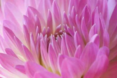 Pink Dahlia Poster Print by Karyn Millet - Item # VARPDXPSMLT123