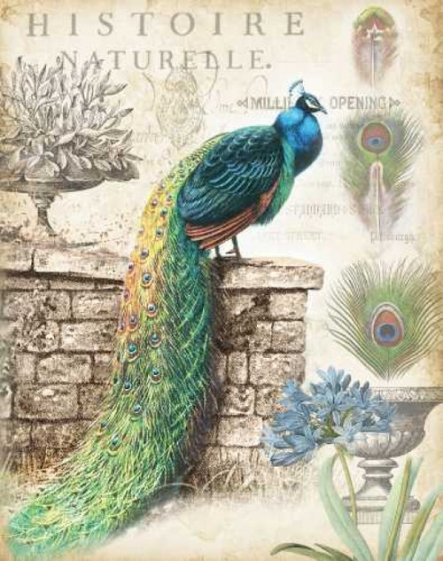 Vintage Peacocks I Poster Print by  Tre Sorelle Studios - Item # VARPDXRB9346TS