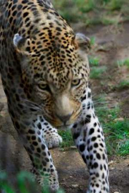 Leopard I Poster Print by Dana Underdahl - Item # VARPDXPSUND173