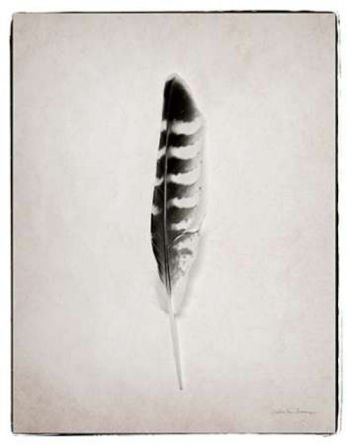 Feather IV BW Poster Print by Debra Van Swearingen - Item # VARPDX22288