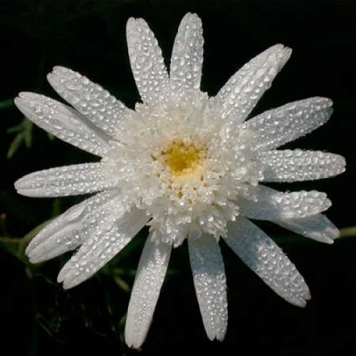 Flower on Black I Poster Print by Jim Christensen - Item # VARPDXPSCRS177