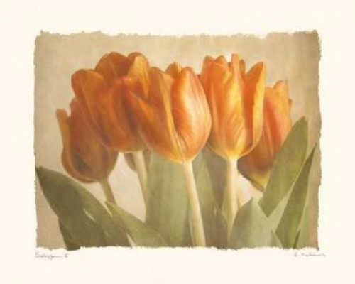 Bellezza II Poster Print by Amy Melious - Item # VARPDXMEL278