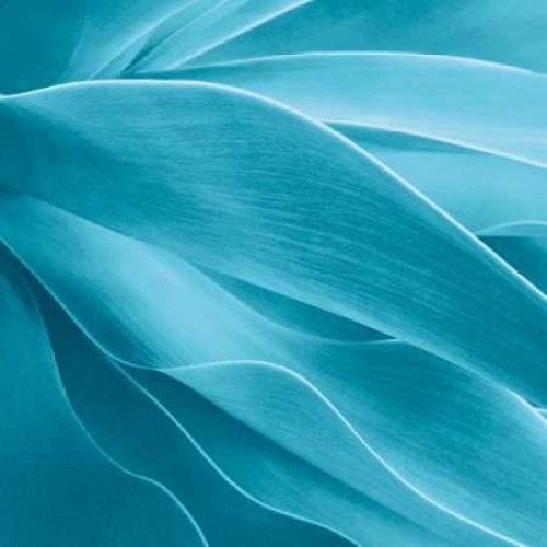 Succulent Poster Print by Jan Bell - Item # VARPDXB2648D