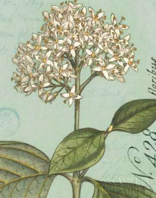 Botanique Bleu IV Poster Print by  Wild Apple Portfolio - Item # VARPDX2042